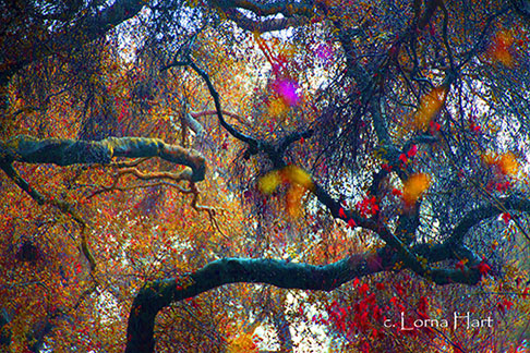 photograph of trees by Lorna Hart