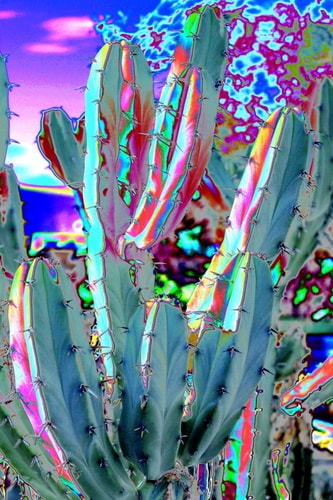 abstract photography of cactus by M Diane Bonaparte