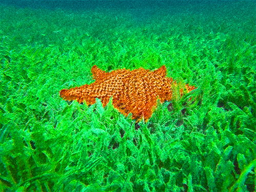 photograph of a starfish by Dan Podsobinski