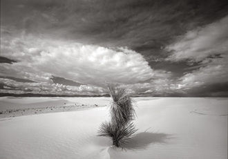 black and white photograph of a yucca tree and dunes at White Sands, NM by Nathan McCreery