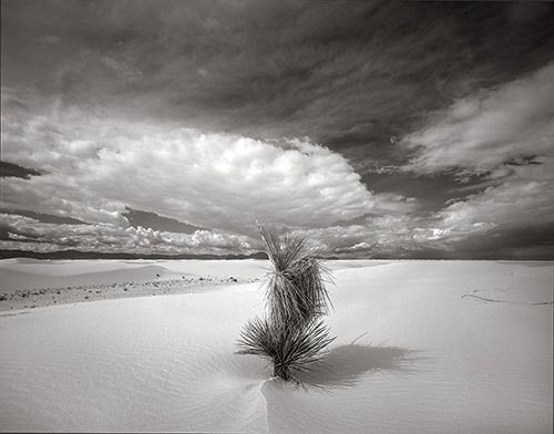 black and white photograph of a yucca tree and dunes at White Sands, NM by Nathan McCreery