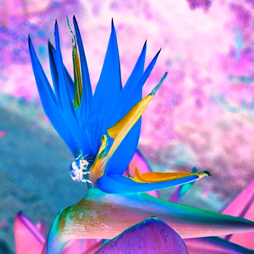 photo of a Bird of Paradise by Delphine Bordas