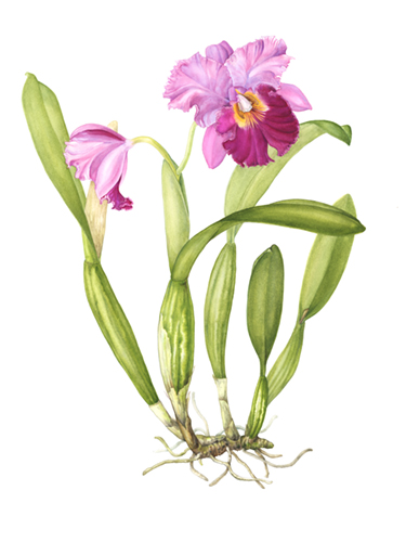 watercolor of a Cattleya by Mindy Lighthipe