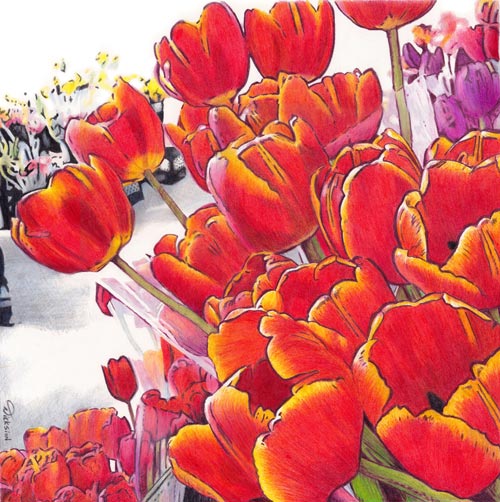 colored pencil drawing of red tulips by Rhonda Dicksion