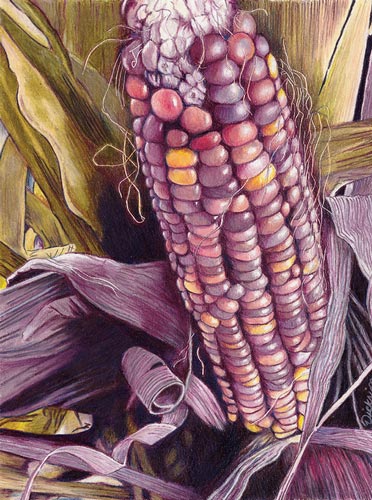colored pencil drawing of an ear of purple Indian corn by Rhonda Dicksion