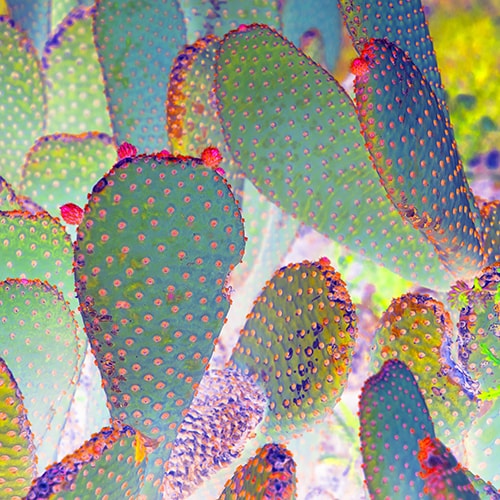 photo of prickly pear cactus by Delphine Bordas