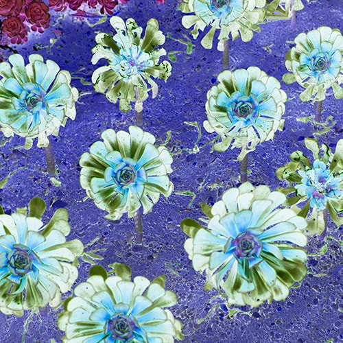 photo of close up of cactus blooms by Delphine Bordas