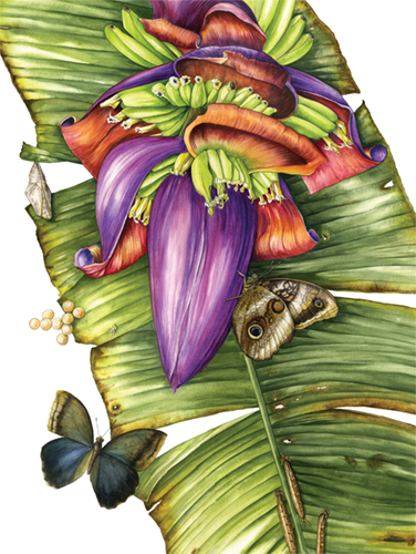 watercolor of the Owl Butterfly lifecycle by Mindy Lighthipe