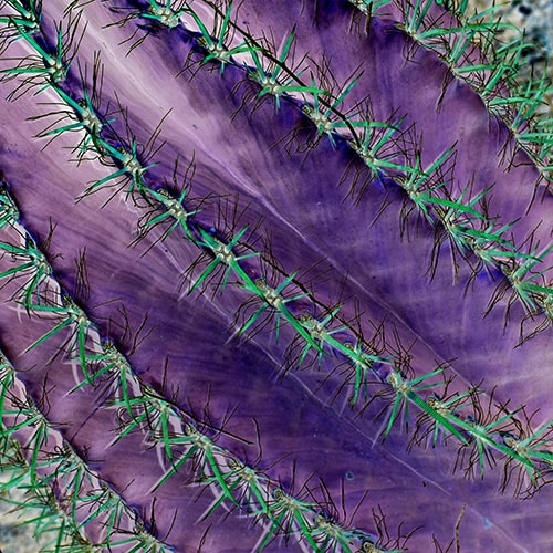 close up of barrel cactus by Delphine Bordas