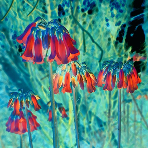 photo of bell-like flowers by Delphine Bordas