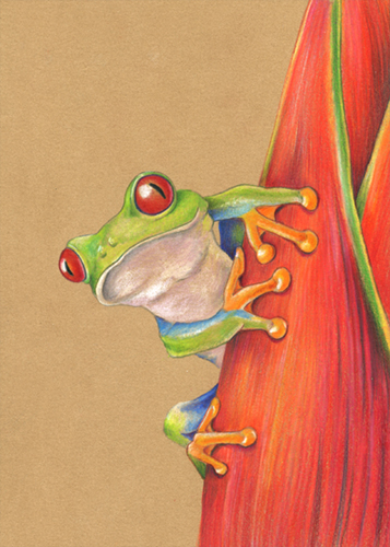 colored pencil drawing of a Red Eyed Treefrog by Mindy Lighthipe