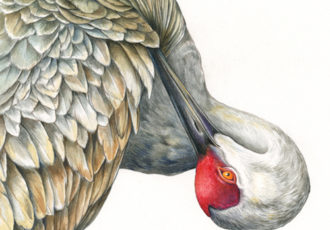 watercolor of a Sandhill Crane by Mindy Lighthipe