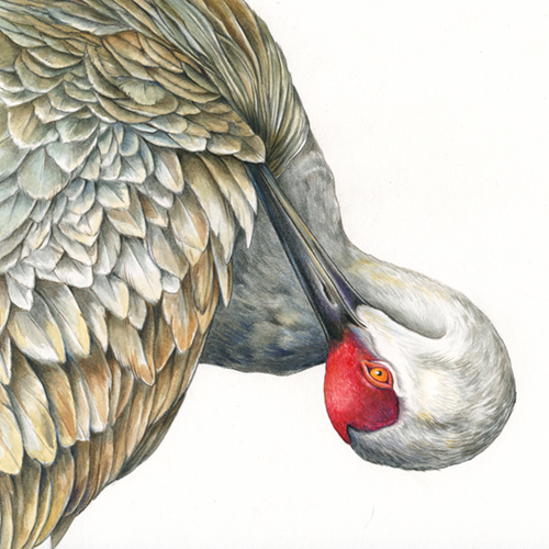 watercolor of a Sandhill Crane by Mindy Lighthipe