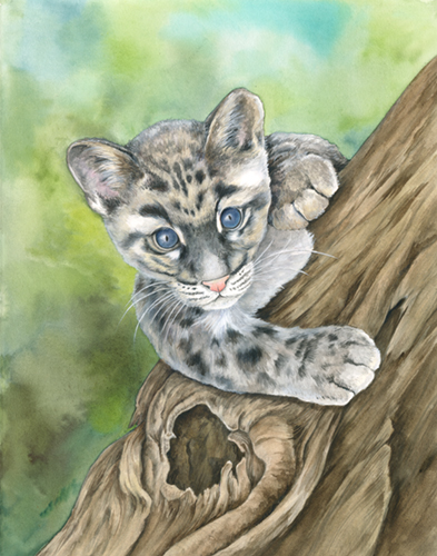 watercolor of a snow leopard cub by Mindy Lighthipe