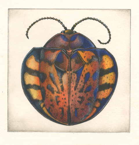 solar etching of a Tortoise Beetle by Mindy Lighthipe