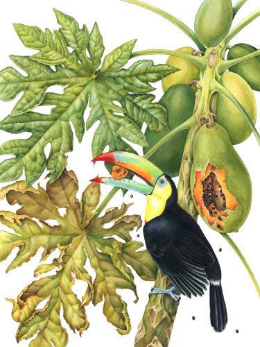 colored pencil drawing of a Toucan in a Papaya Tree by Mindy Lighthipe