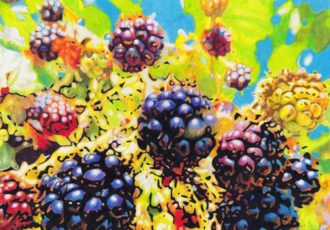 color pencil drawing of blackberries by Rhonda Dicksion