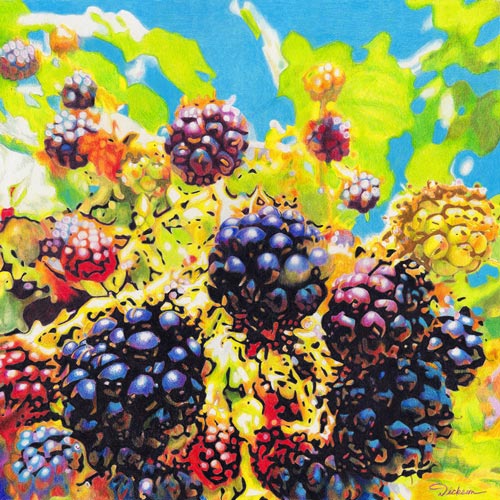 color pencil drawing of blackberries by Rhonda Dicksion