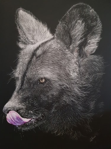 scratchboard art of an African Painted Wolf by Jan Lowe