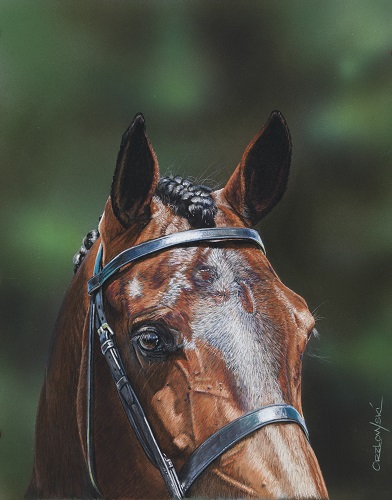 cropped pastel of a show horse by Lynette Orzlowski