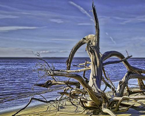 photograph of driftwood off Jekyll Island by Savannah Sam (Steve Shrader)