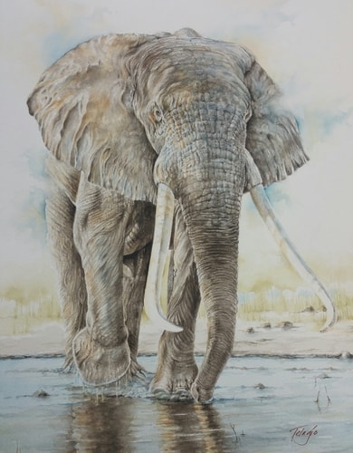 watercolor portrait of a male African elephant by Telagio Baptista
