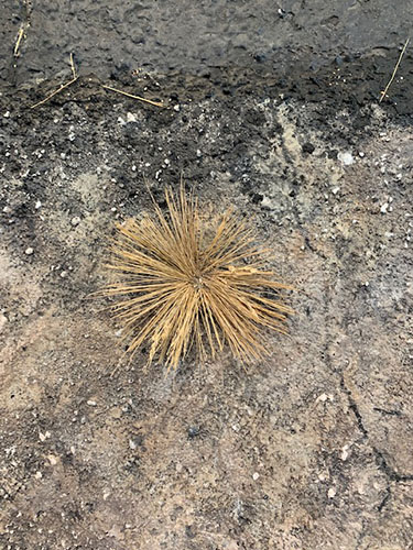 mixed media painting of a weed growing out of asphalt by Roberta Lynn Rose