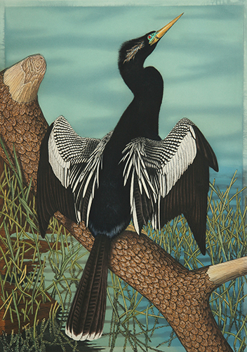 life size hand painted etching of an Anhinga by John Costin