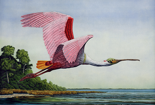 life size hand painted etching of a Roseate Spoonbill in flight by John Costin