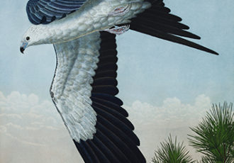 life size hand painted etching of a Swallow Tailed Kite by John Costin