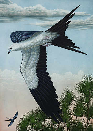 life size hand painted etching of a Swallow Tailed Kite by John Costin