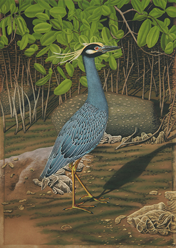life size hand painted etching of a Yellow Crowned Night Heron by John Costin