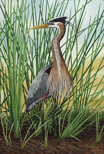life size hand painted etching of a Great Blue Heron by John Costin
