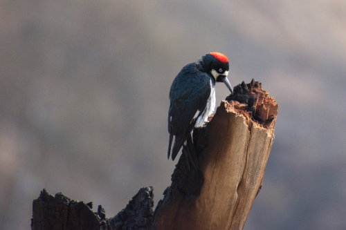 photograph of an Acorn Woodpecker by Danielle Rayne