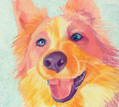 pastel pet portrait of a border collie by Rachel Perls