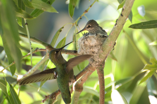 photograph of a female hummingbird and fledglings by Danielle Rayne