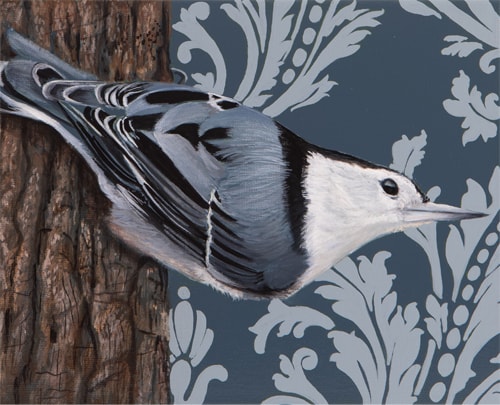 painting of a White Breasted Nuthatch by Sabra Crockett