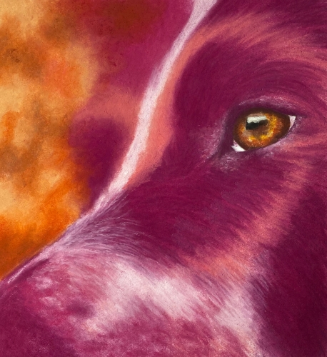 pastel dog portrait by Rachel Perls