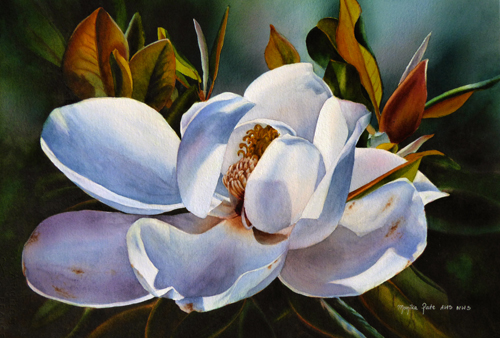 watercolor of a magnolia blossom by Monika Pate
