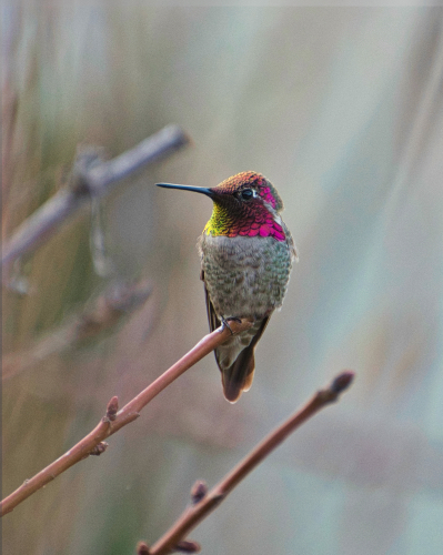 photograph of a male Anna's Hummingbird by Danielle Rayne