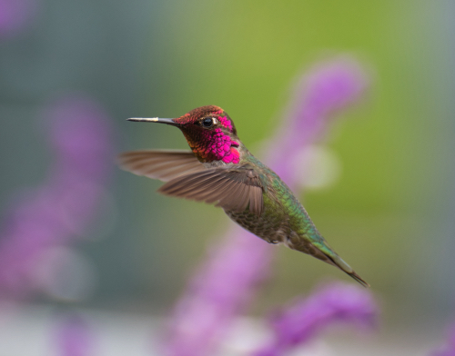 Photograph of male Anna's Hummingbird in flight by Danielle Rayne