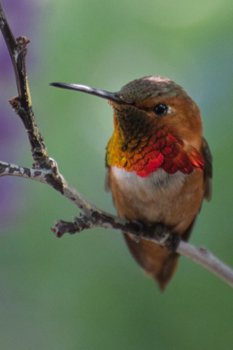 photograph of a male Rufous Hummingbird by Danielle Rayne