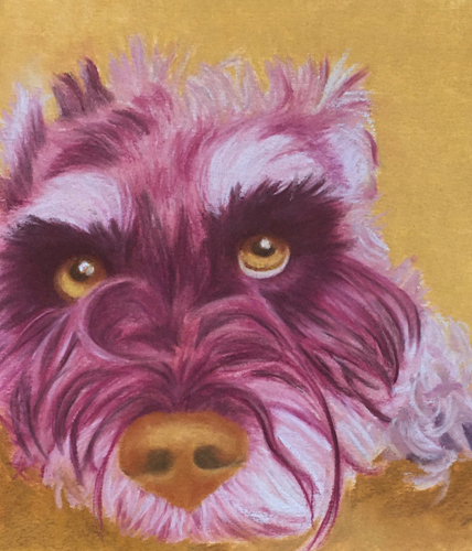 pastel dog portrait of a schnauser by Rachel Perls