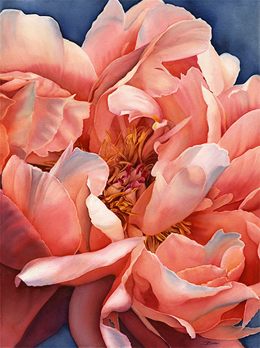 watercolor of a peach colored peony by Debbie Bakker