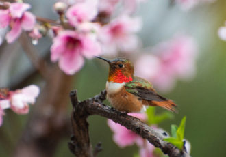 photograph of a Rufous Hummingbird and nectarine blossoms by Danielle Rayne