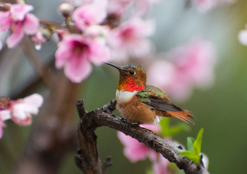 photograph of a Rufous Hummingbird and nectarine blossoms by Danielle Rayne