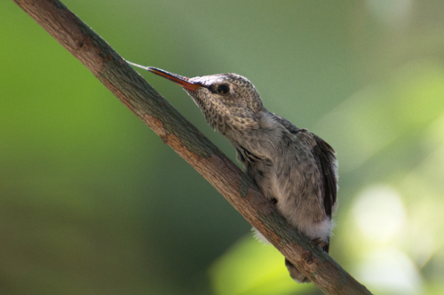 photograph of a fledgling hummingbird by Danielle Rayne