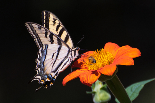 photograph of a swallowtail butterfly and a bee on a flower by Danielle Rayne
