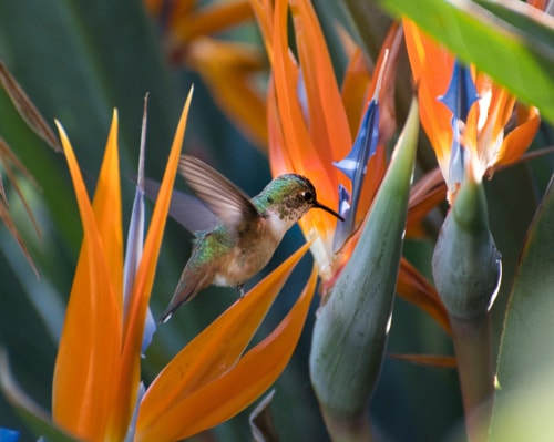 photograph of an Allen Hummingbird by Danielle Rayne