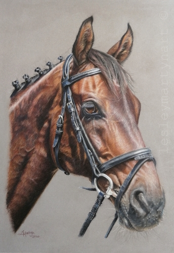 colored pencil drawing of a horse by Lesley Martyn